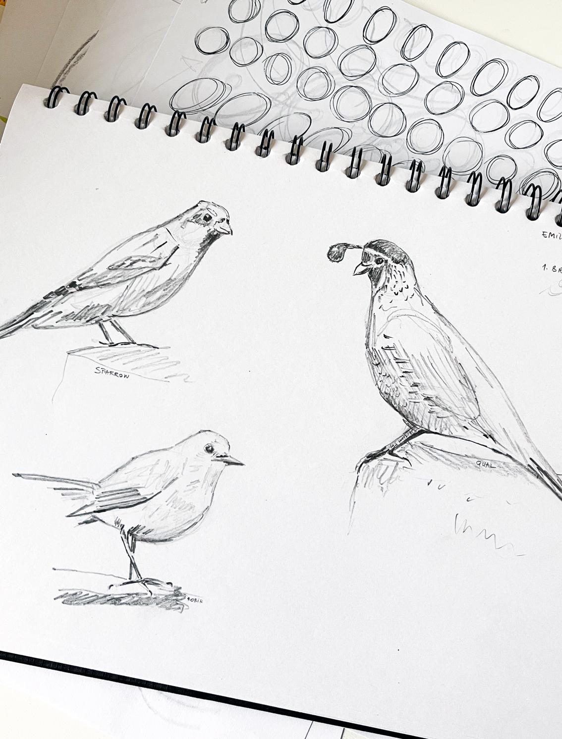 Sketching Birds - image 2 - student project