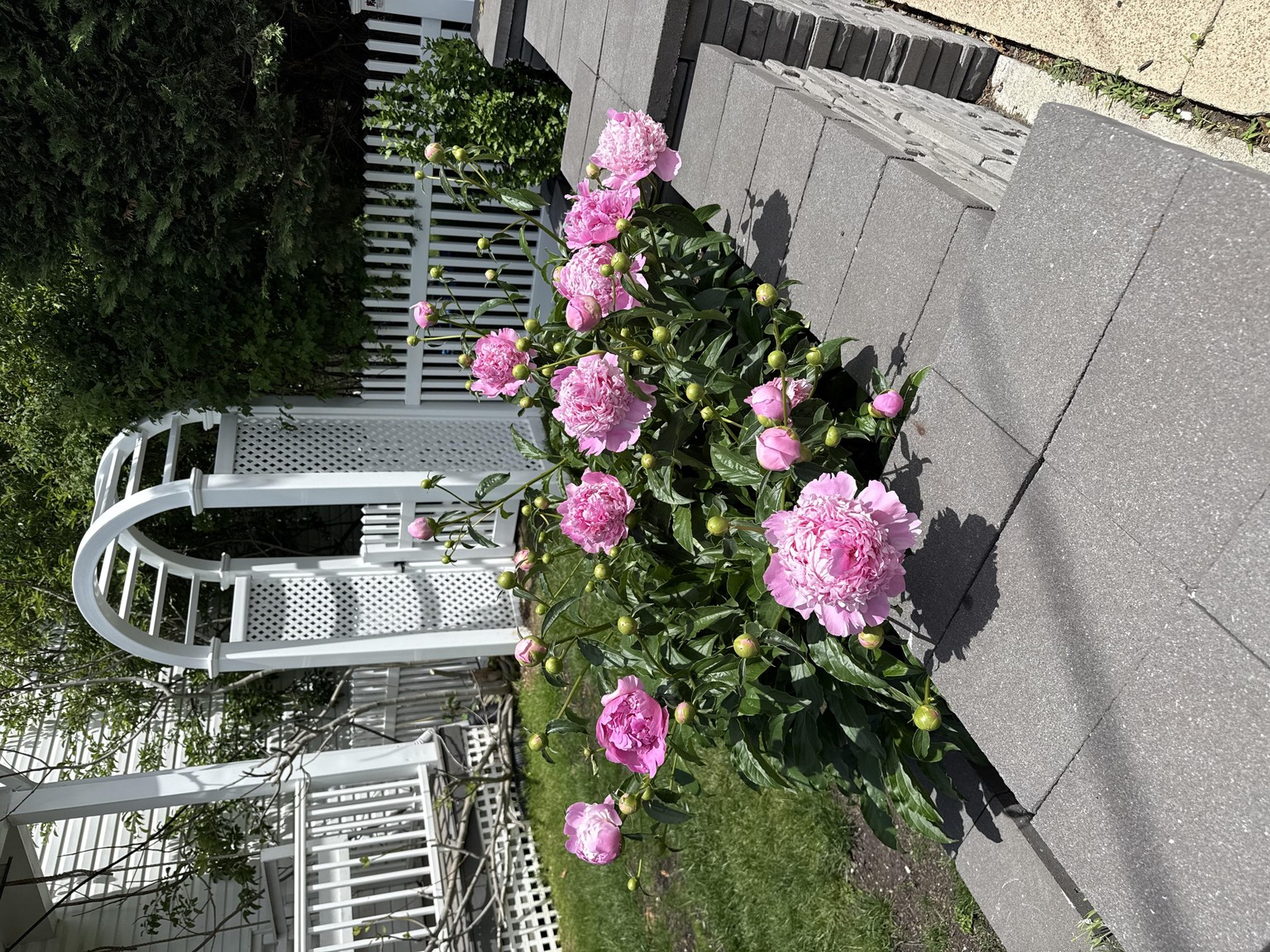 Pretty Peony - image 2 - student project