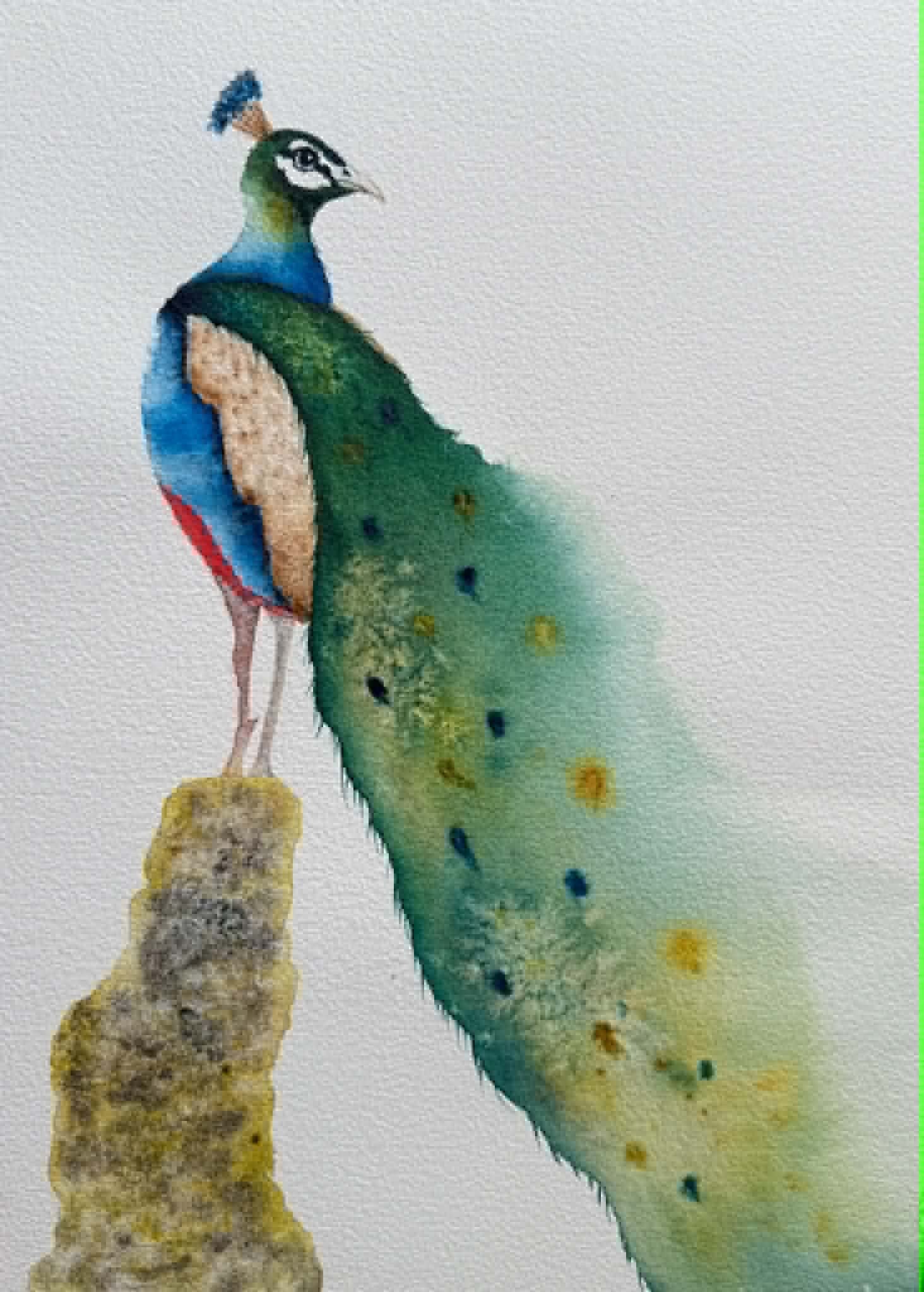 Mr Peacock - image 1 - student project