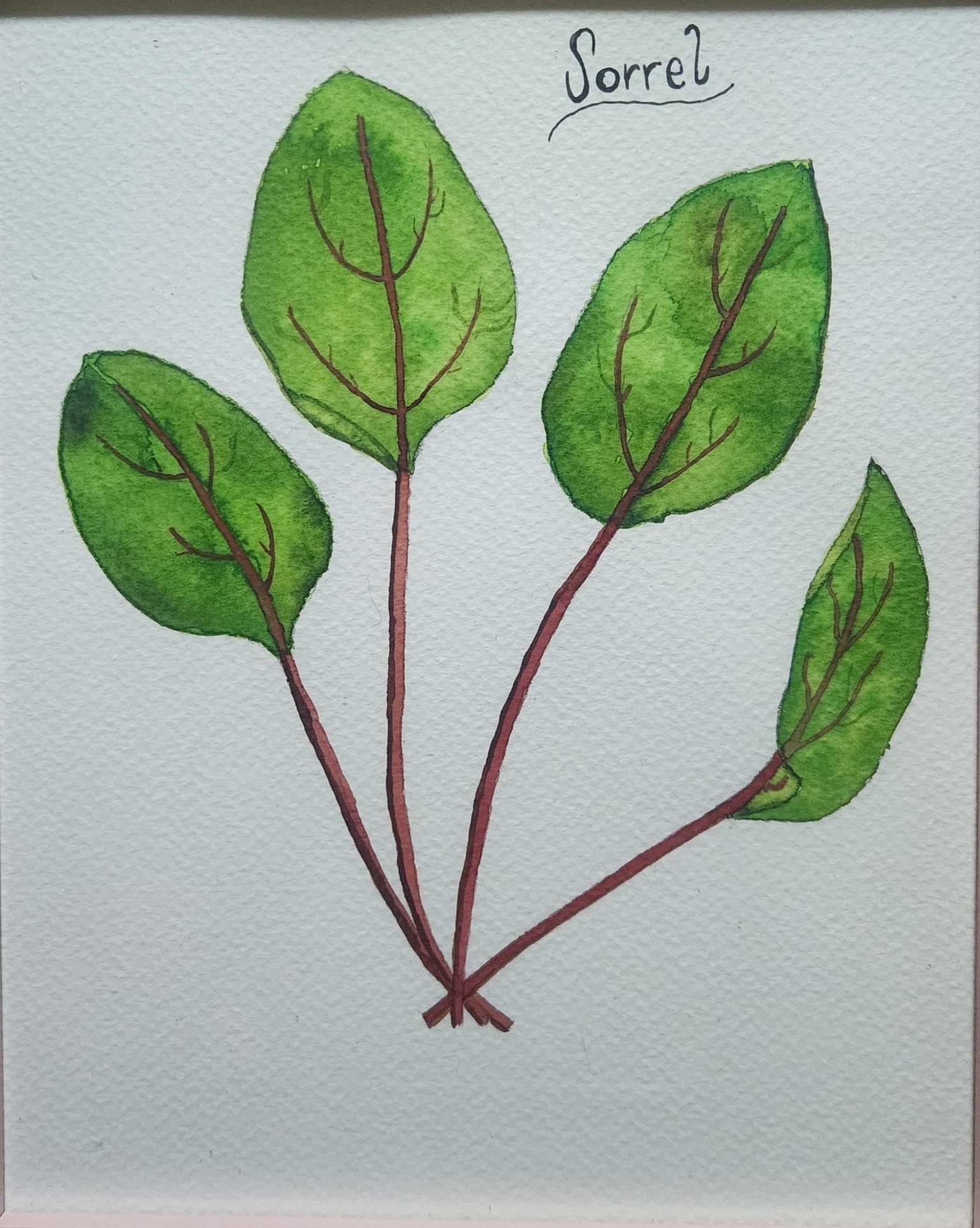 Sage, Sorrel, and Rosemary - image 2 - student project