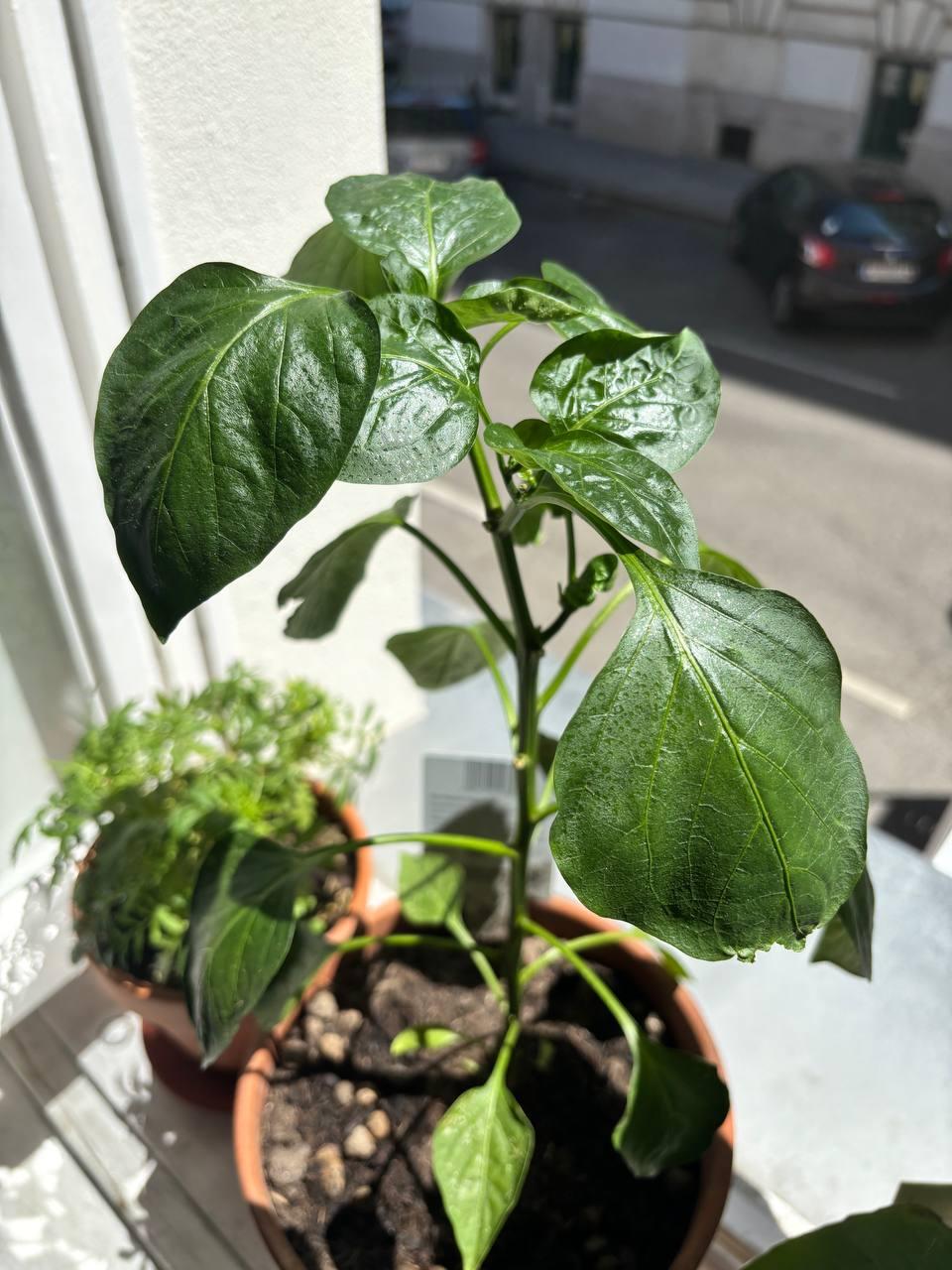 My first indoor garden - image 1 - student project