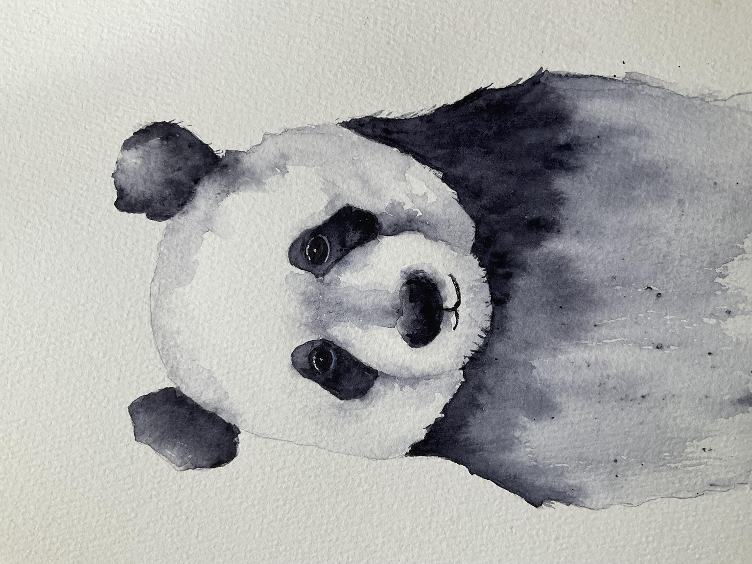 First project with Jane Davies-Mr Panda - image 1 - student project
