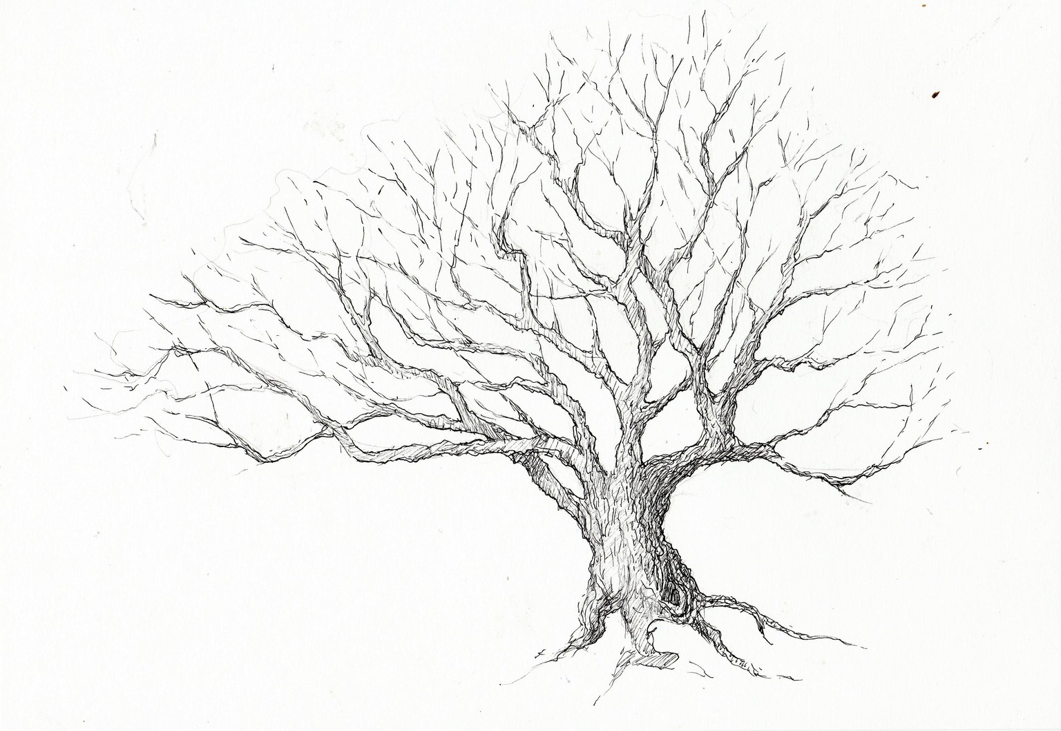 Winter and Summer Trees - image 1 - student project