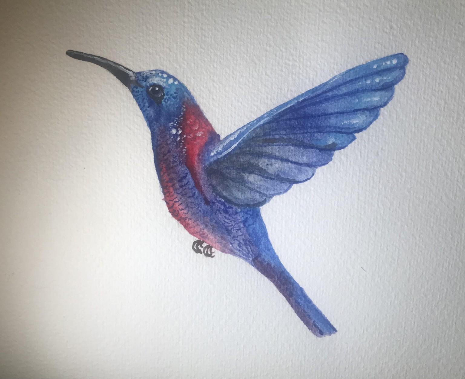 My first Hummingbird - image 1 - student project