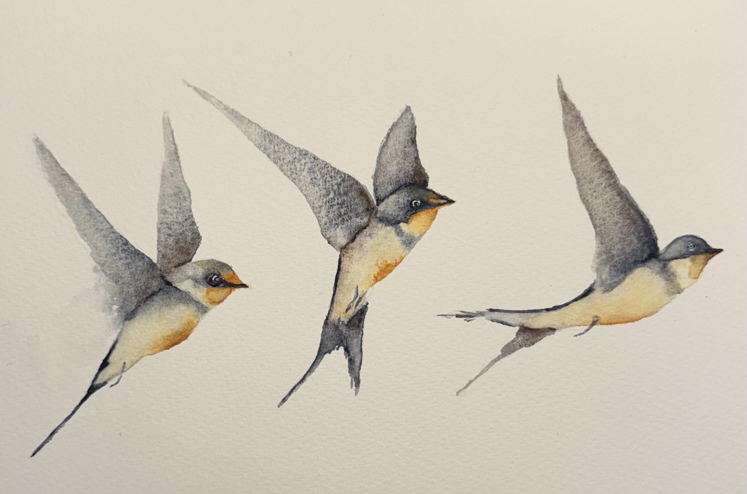 Swallows - image 1 - student project