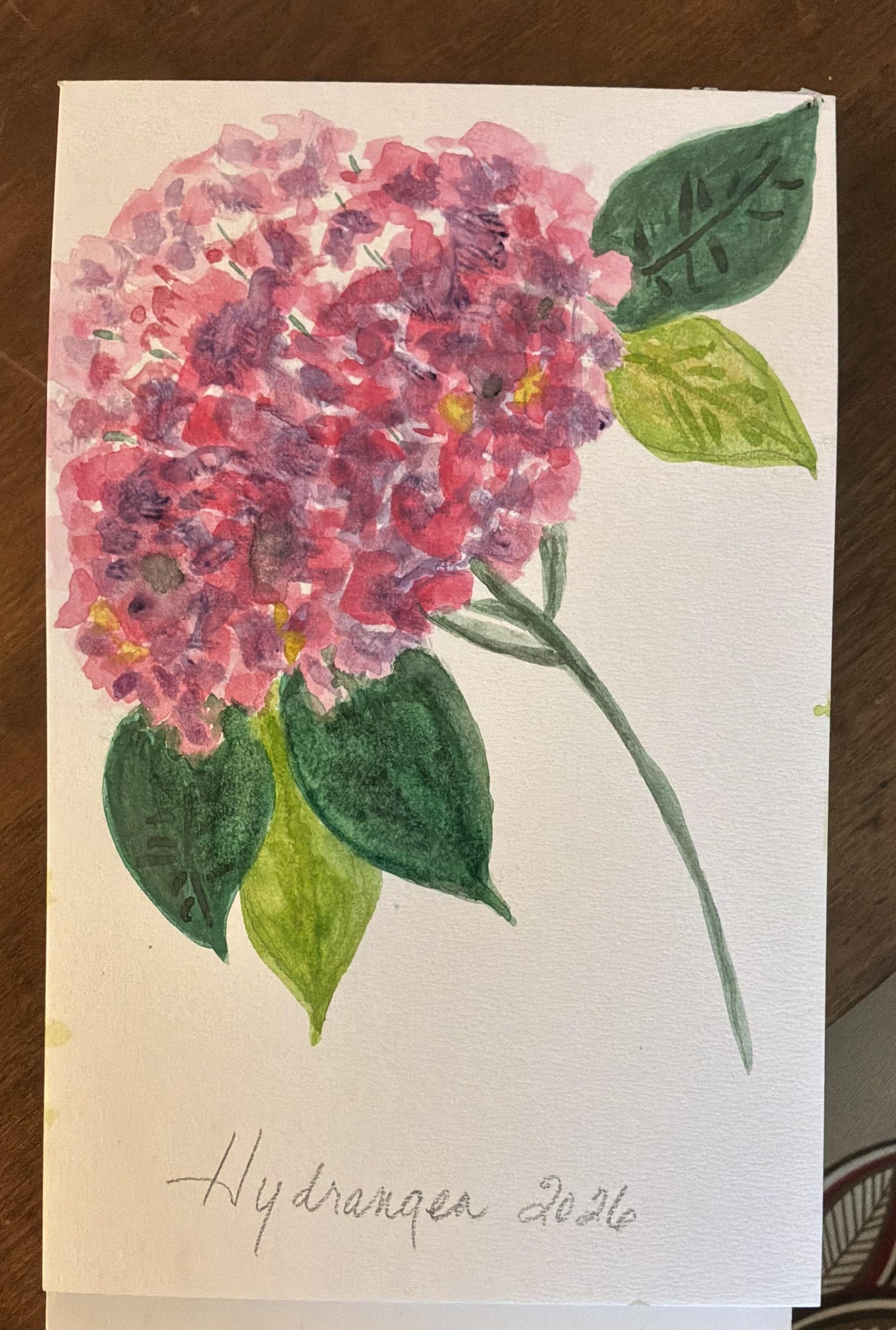 Hydrangea - image 1 - student project