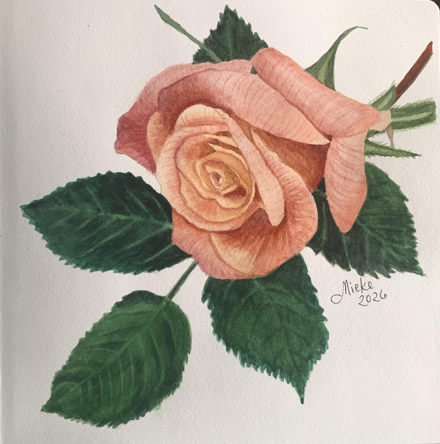 My watercolour rose - image 1 - student project