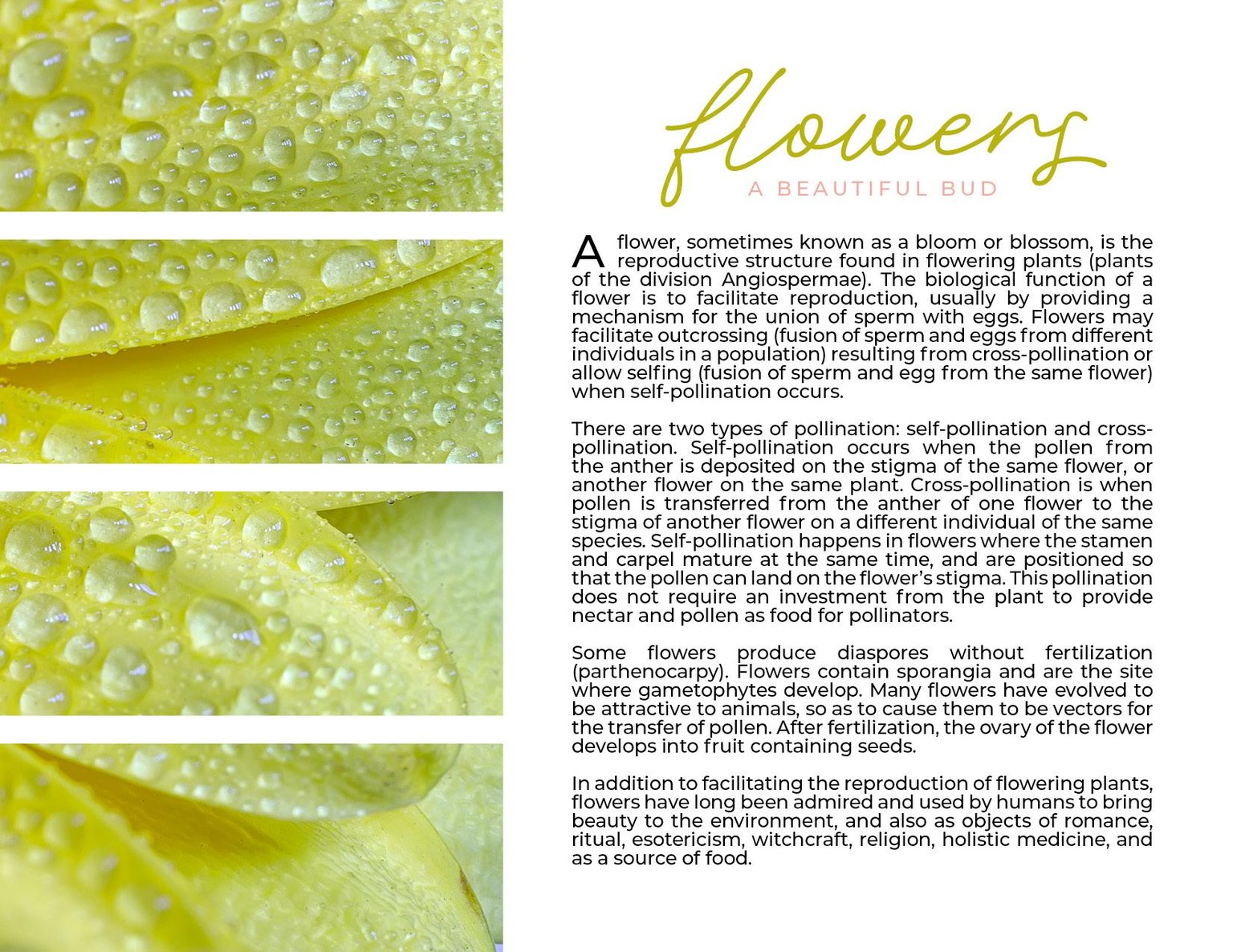 Flowers Spread Variations - image 6 - student project