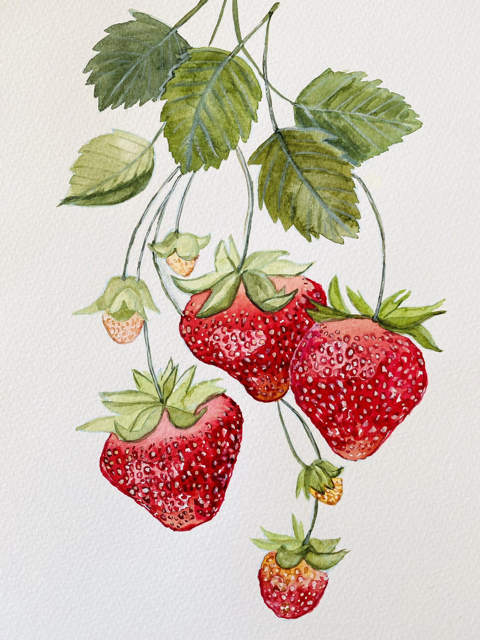 Watercolour strawberry - image 1 - student project