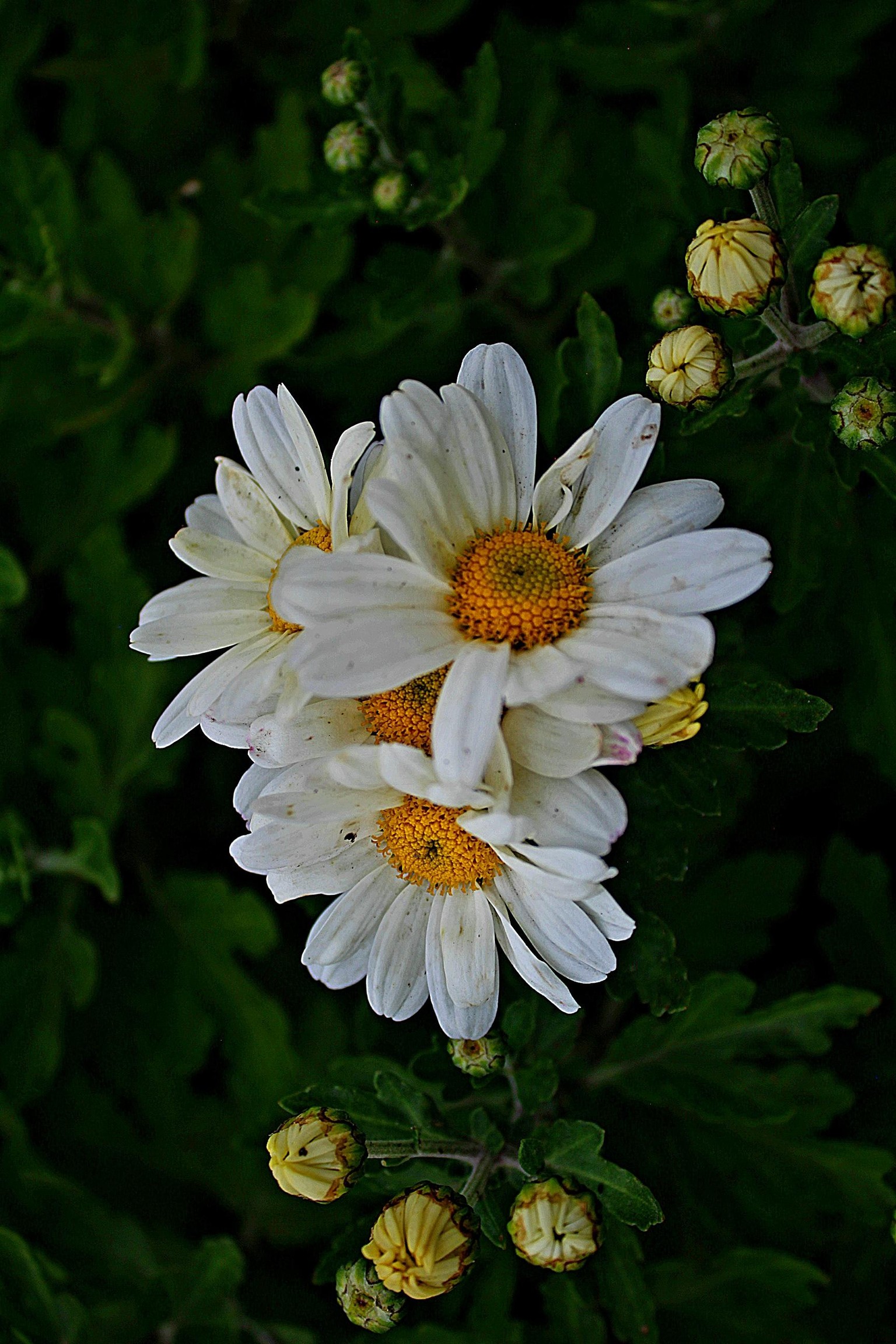 Flowers - image 3 - student project