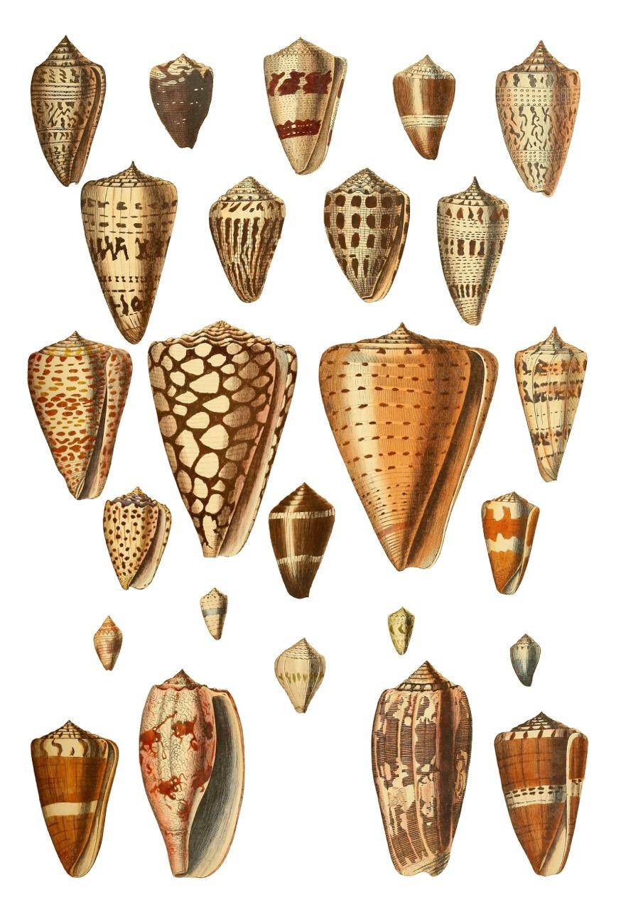 Pretty Patterns! - image 1 - student project