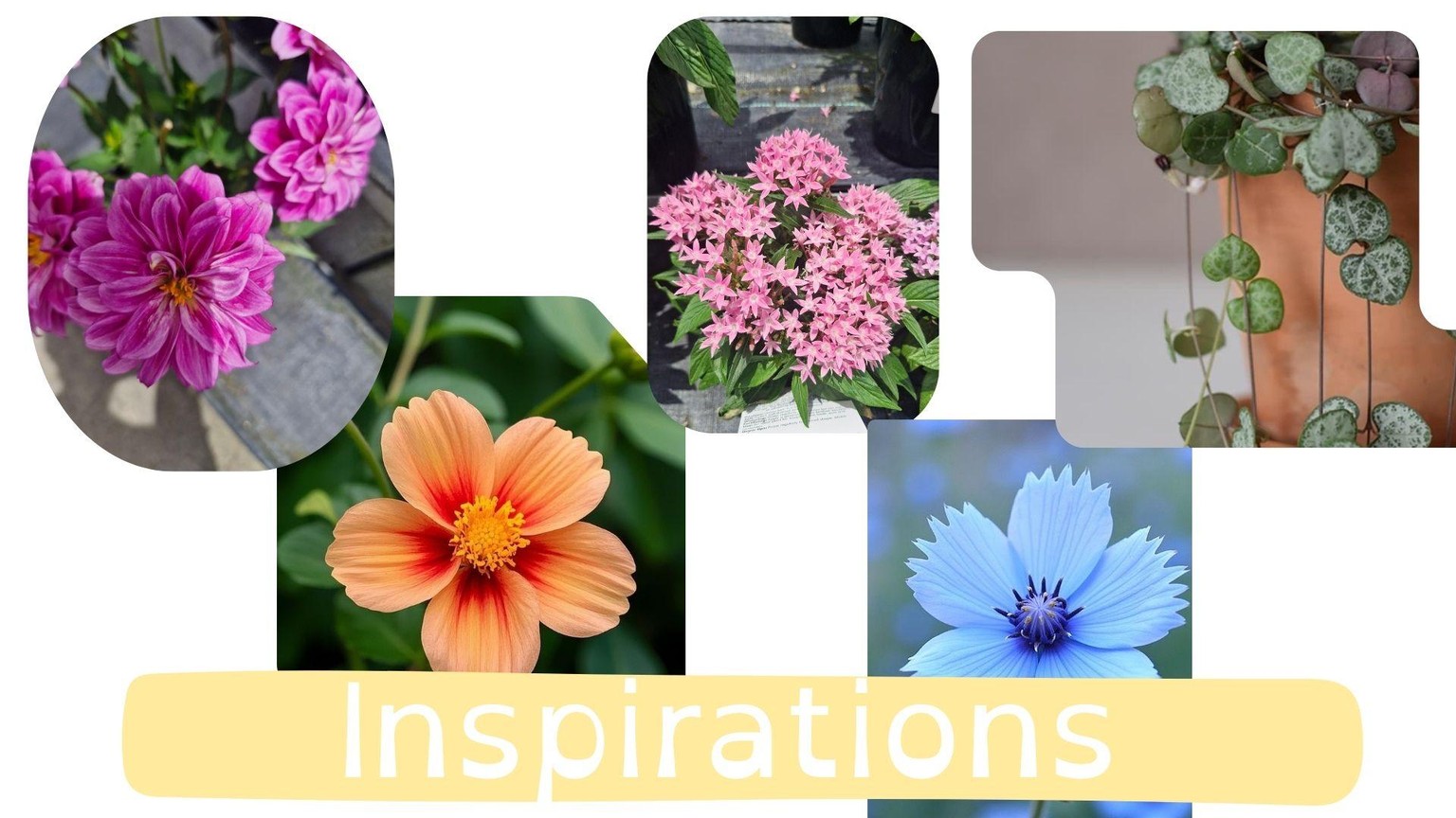 My Botanical Design Project - image 1 - student project