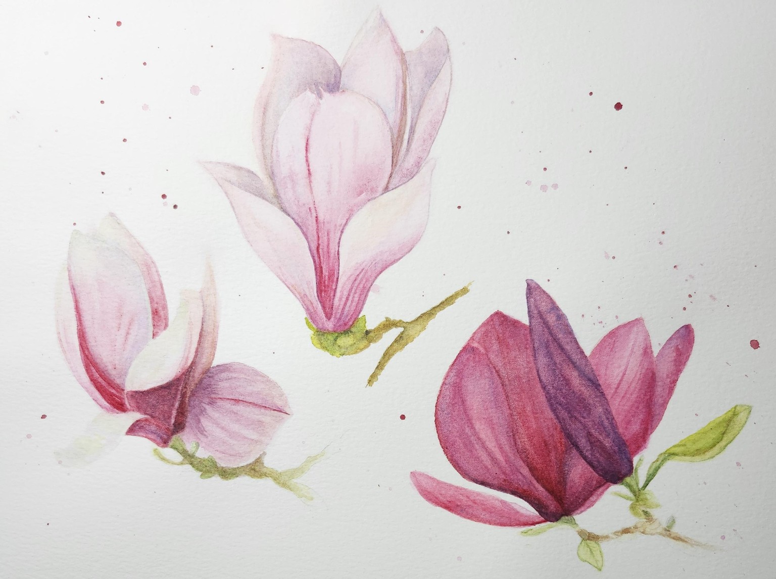 My magnolia study - image 1 - student project