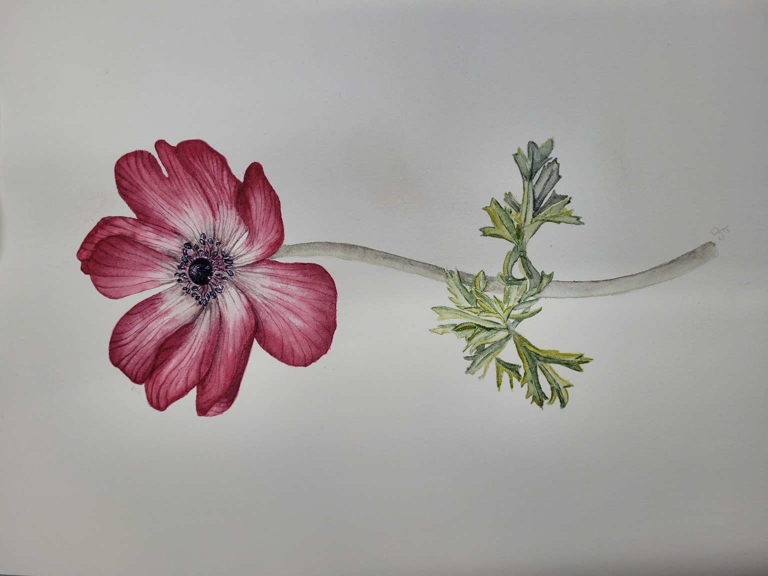 Anemone watercolor - image 1 - student project
