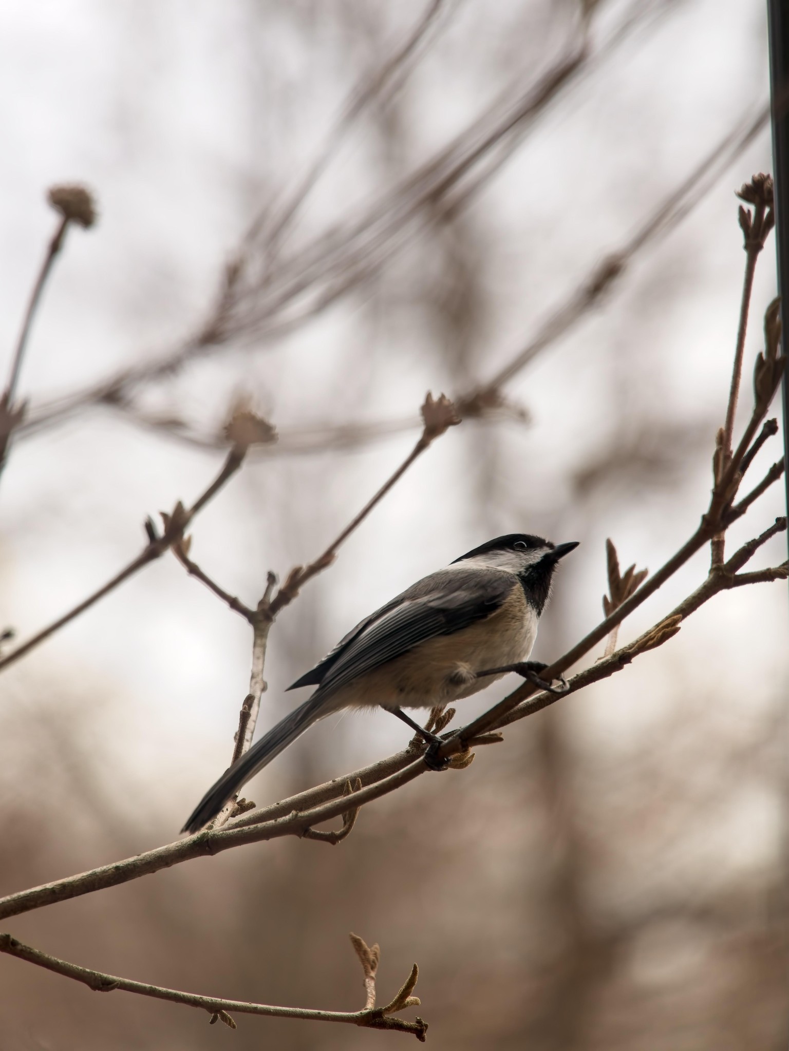 Chickadee-dee-dee - image 1 - student project