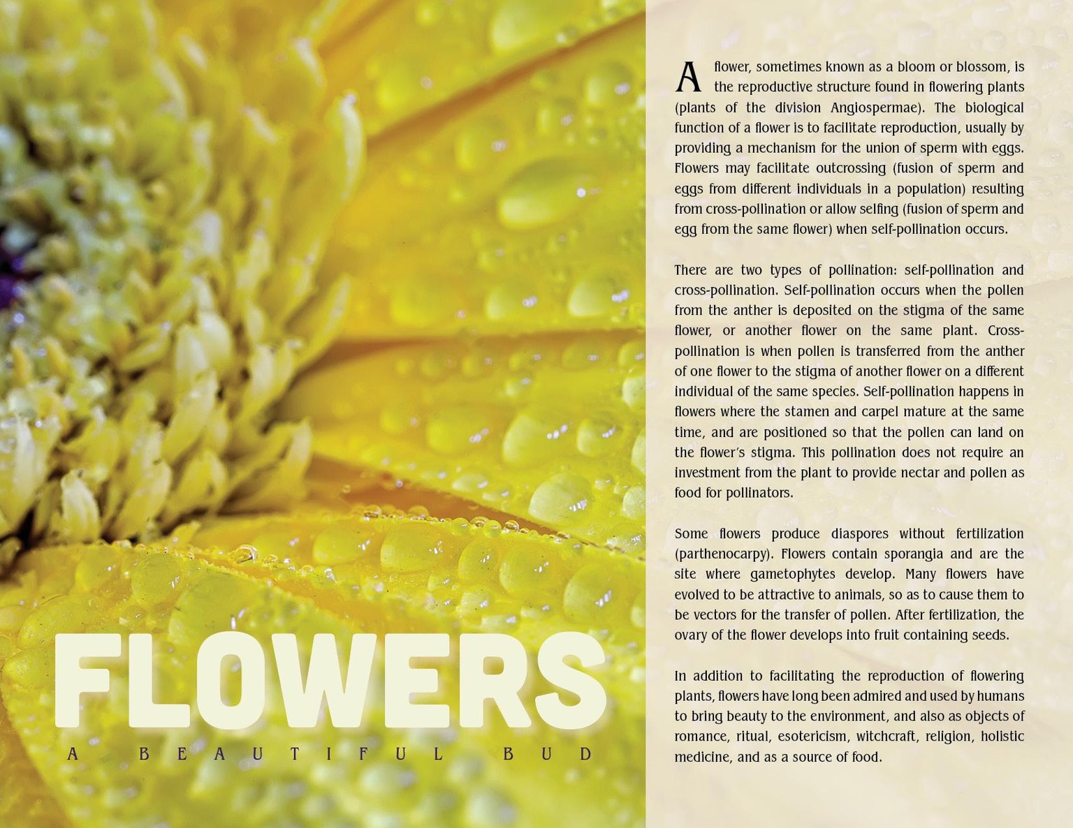 Flowers Spread Variations - image 4 - student project