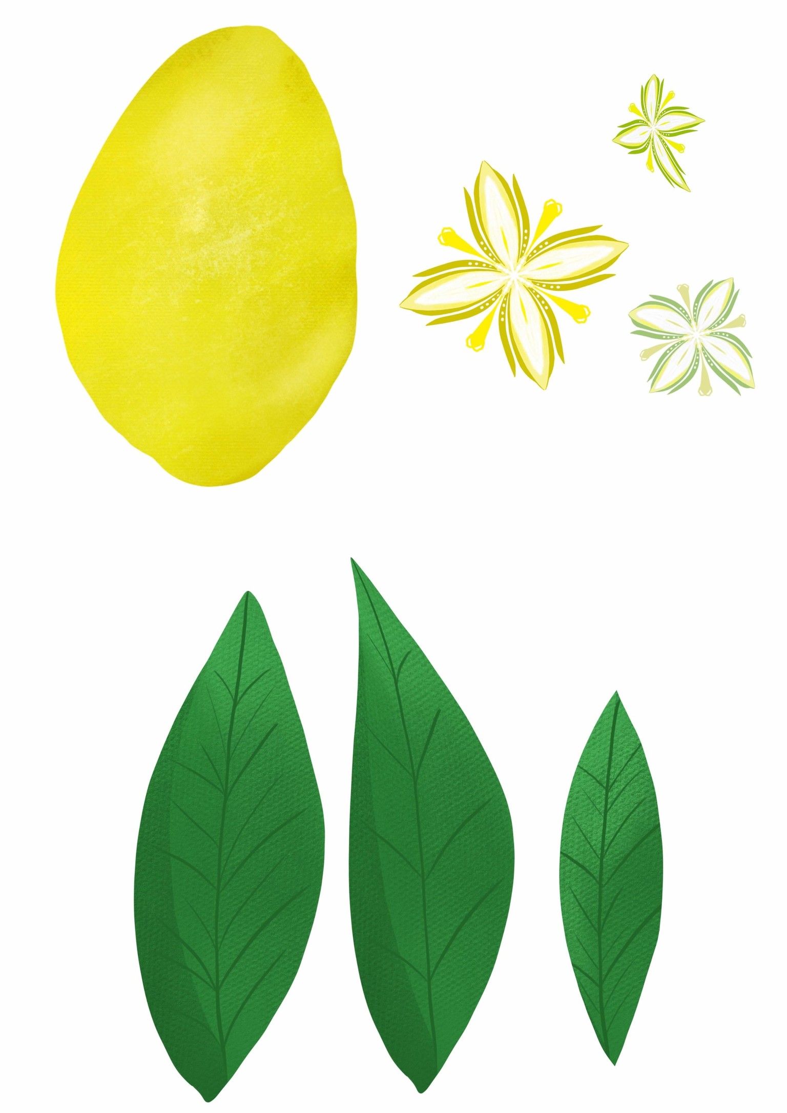 Lemons - image 1 - student project