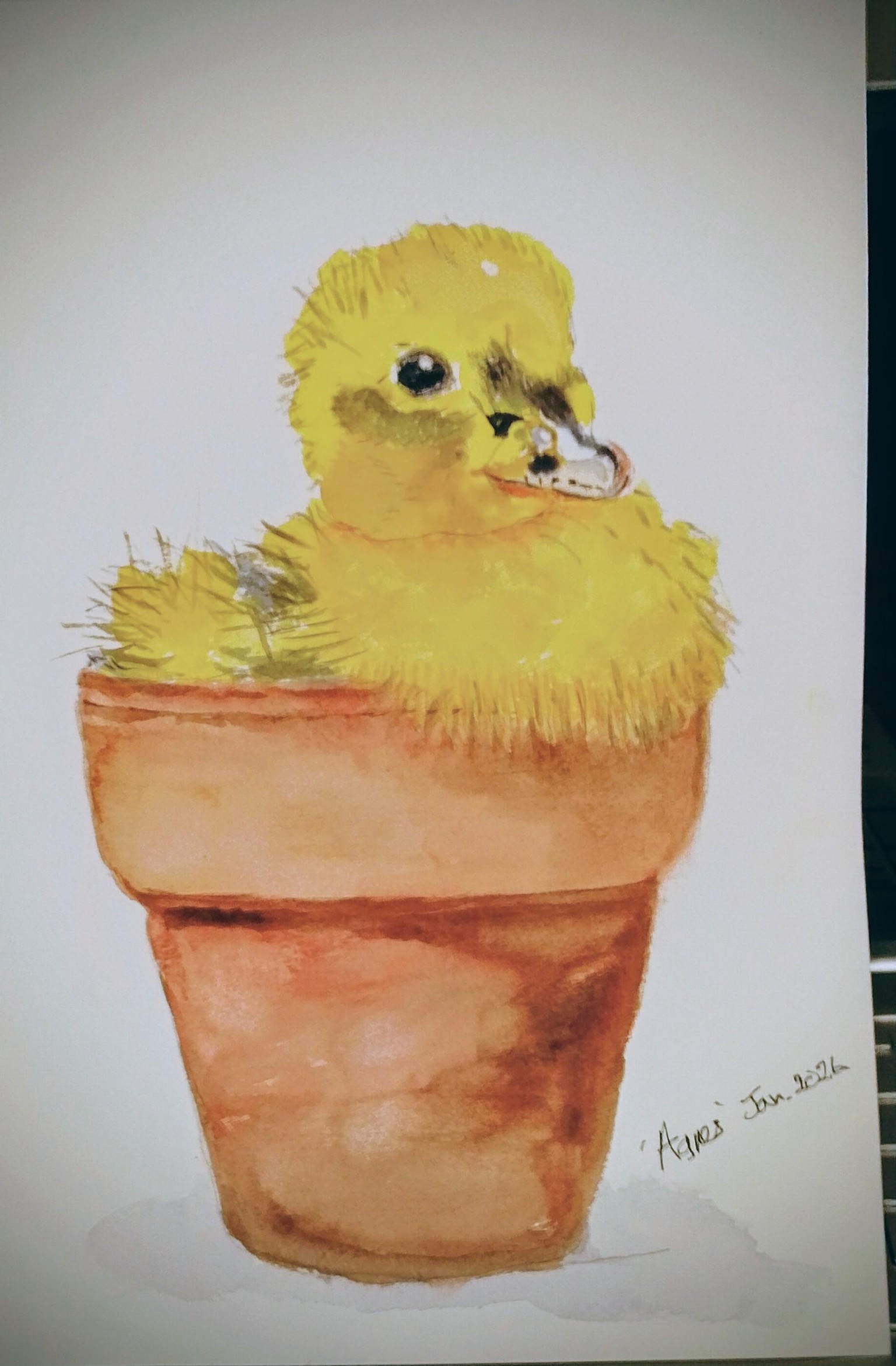 duckling in terracotta pot - image 1 - student project