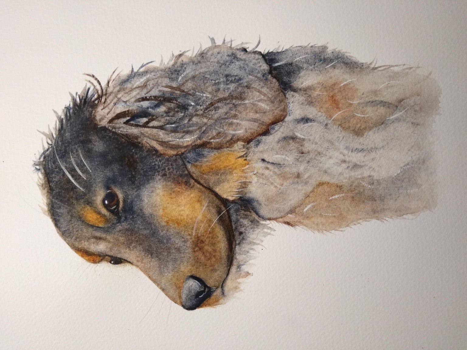 Black Dog Twig - image 1 - student project