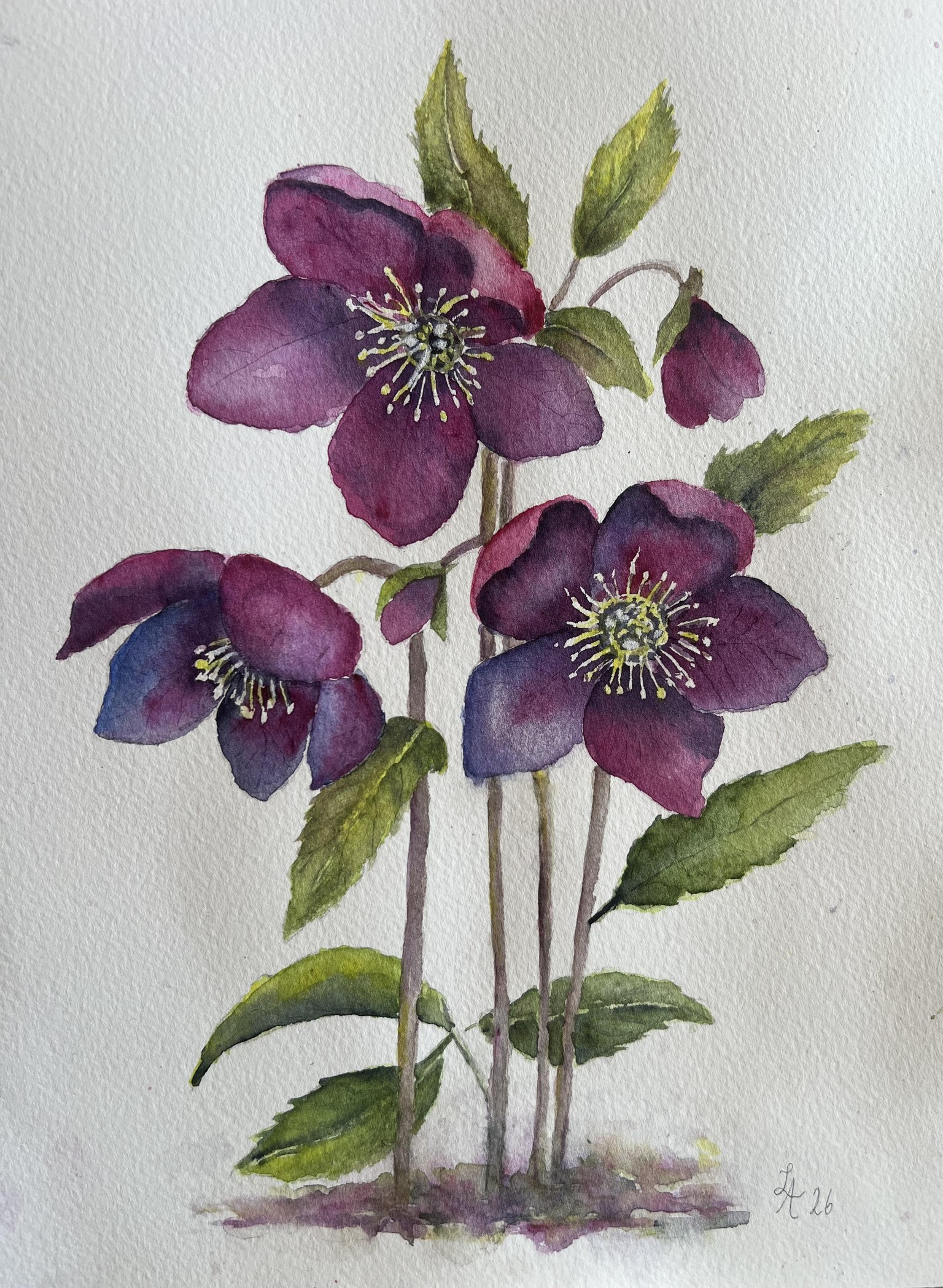 My hellebore - image 1 - student project