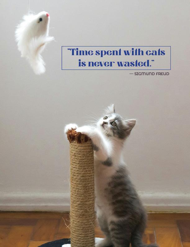 Cat Care - image 5 - student project
