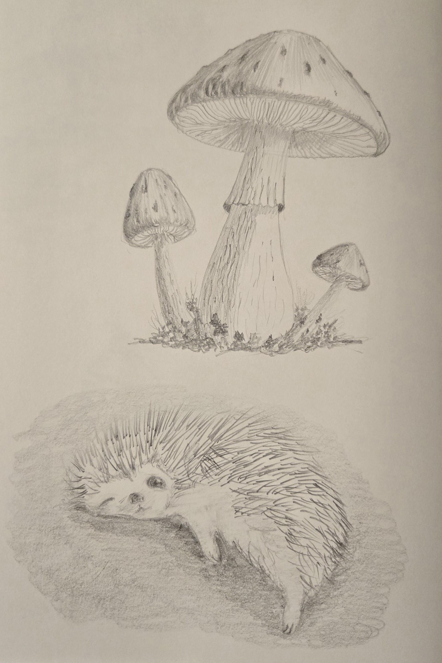 Landscapes, mushrooms, and hedgehog - image 1 - student project