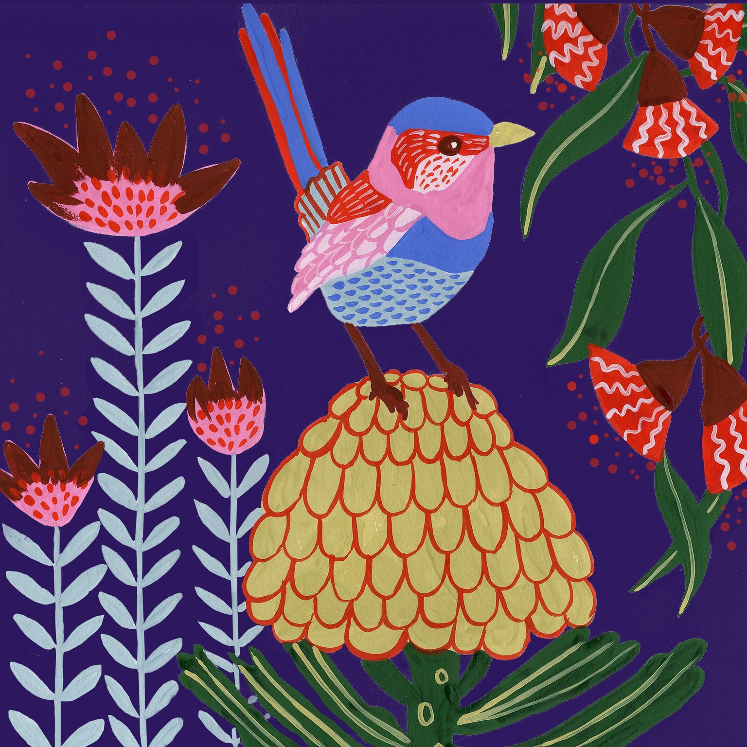 Fairy wren sitting on a waratah - image 1 - student project