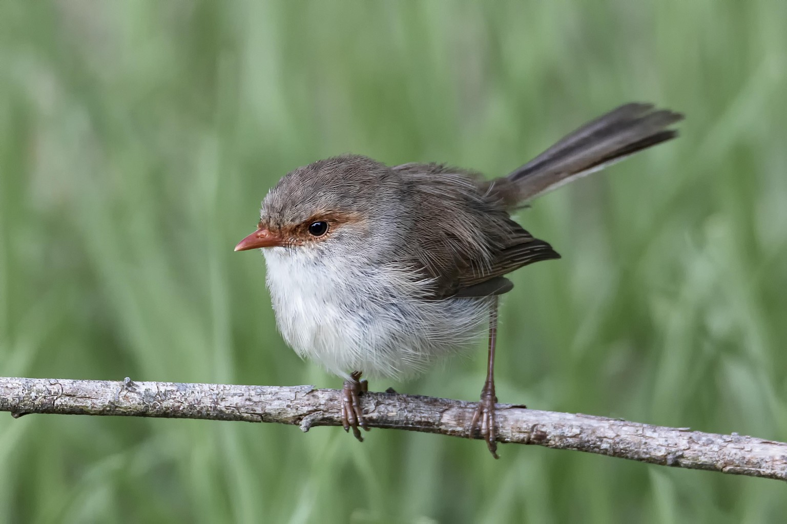 Superb Fairy Wren - image 2 - student project