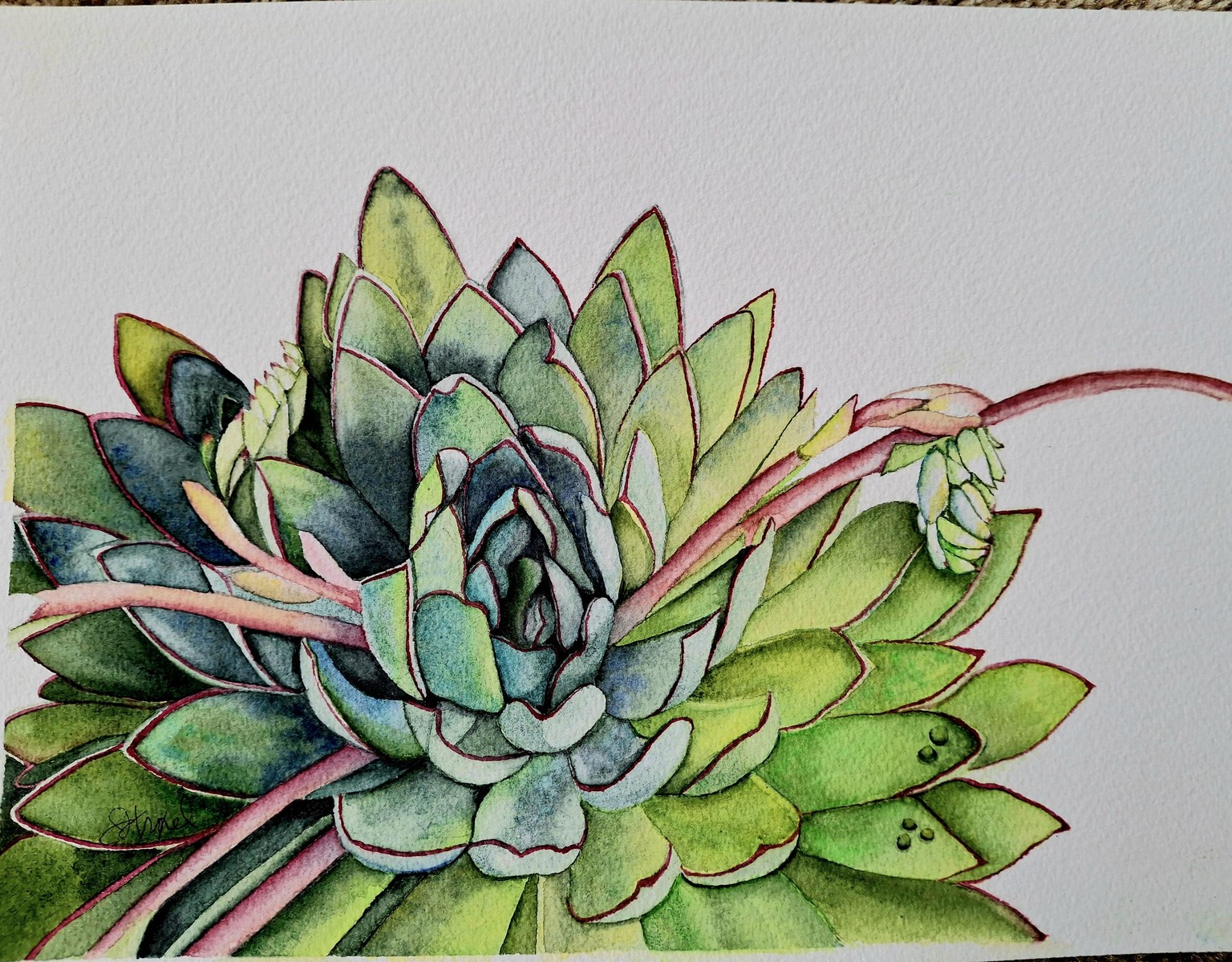 Plant - image 1 - student project