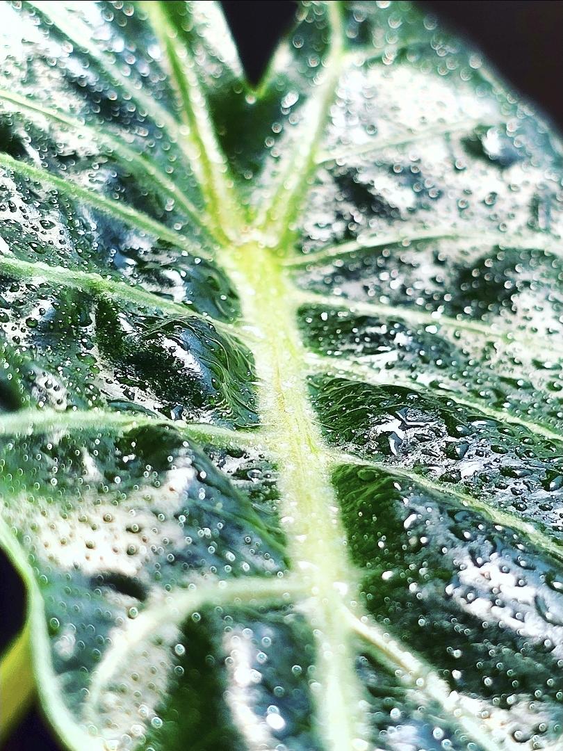 🌿🌱🪴📷 - image 1 - student project