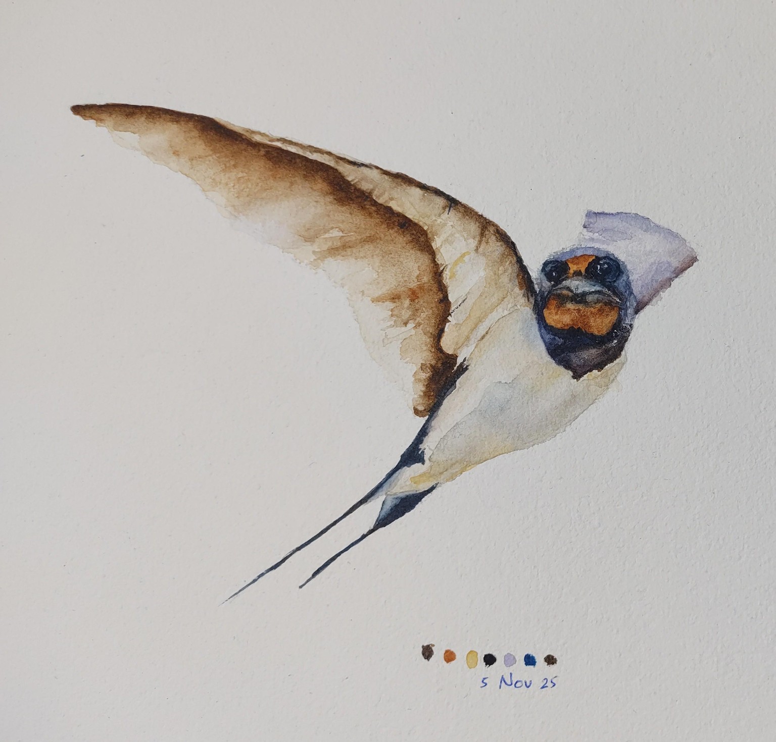 Watercolor Barn Swallow - a class with Paul Cheney - image 1 - student project