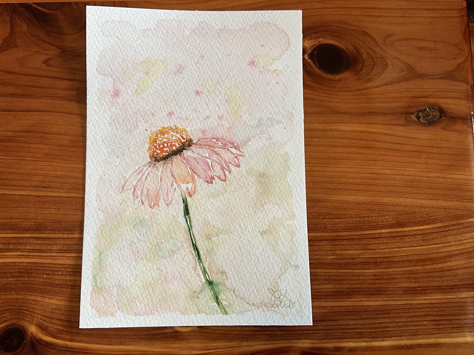 Soft Coneflower - image 1 - student project