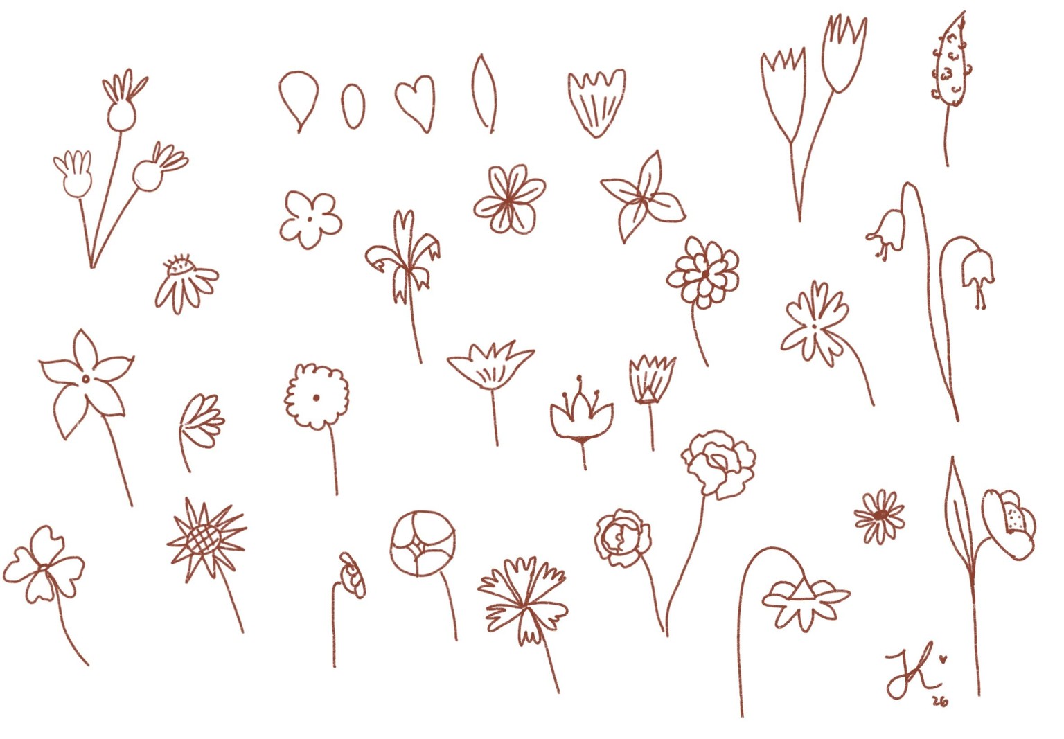 Plants & botanical illustration - image 3 - student project