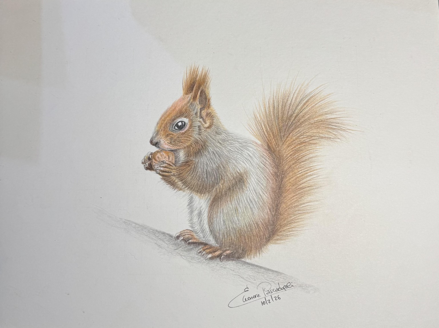 Squirrel with colored pencils - image 1 - student project