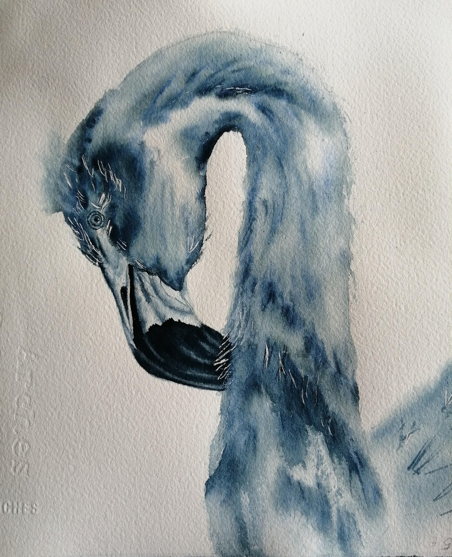 Oiseaux monochrome - image 3 - student project