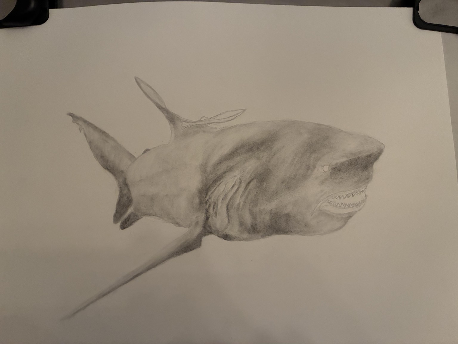 Charcoal Bull Shark with Remora - image 2 - student project