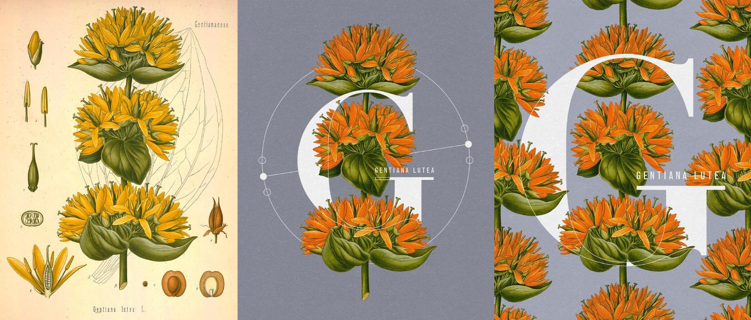 Botanical Design Exploration - image 13 - student project
