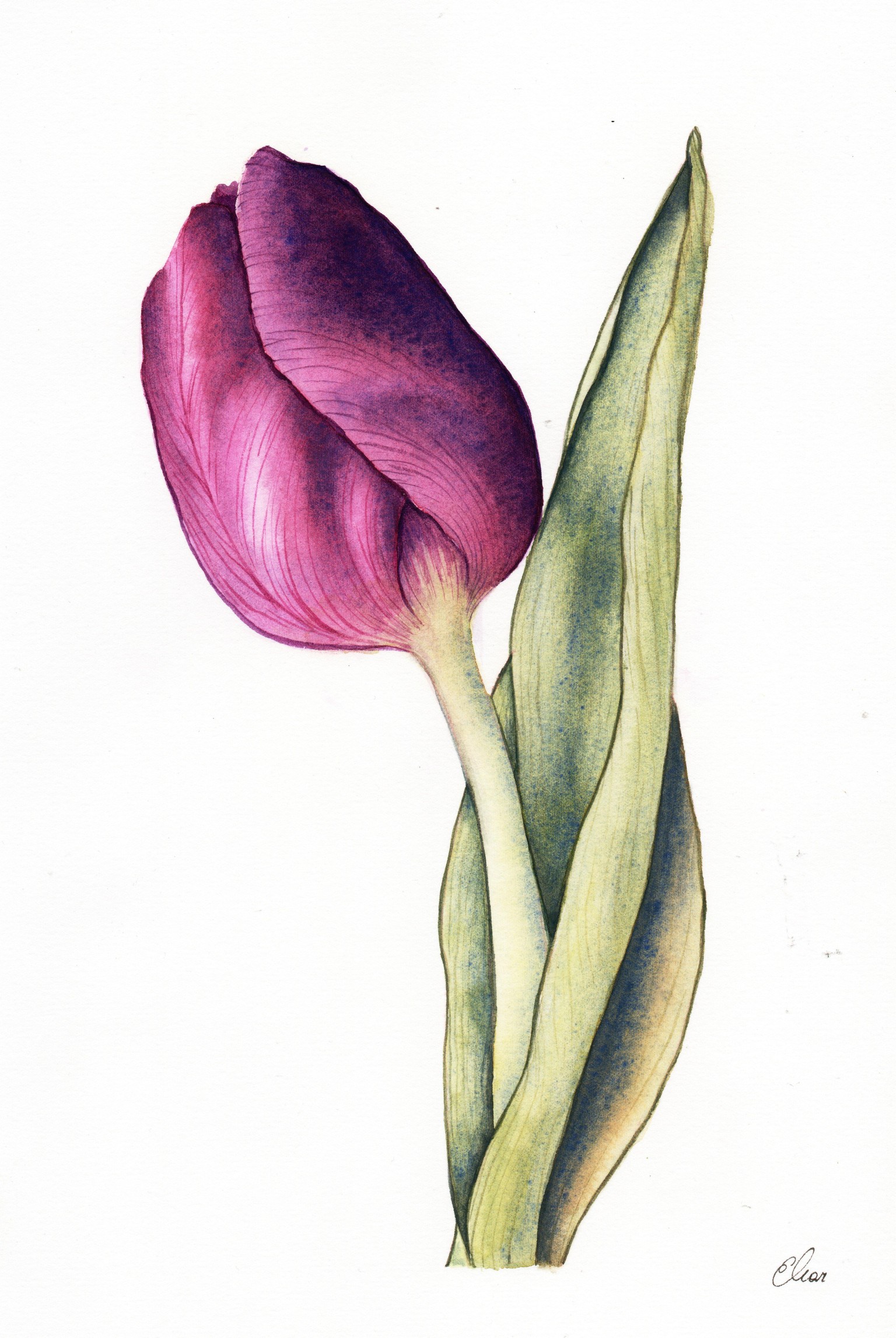 Tulip - image 1 - student project
