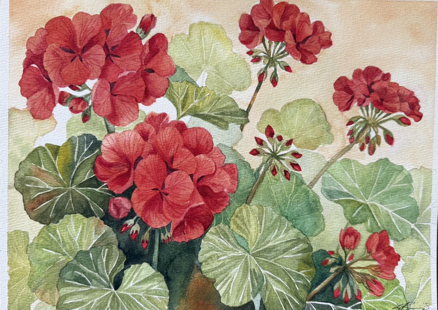 Geraniums - image 1 - student project