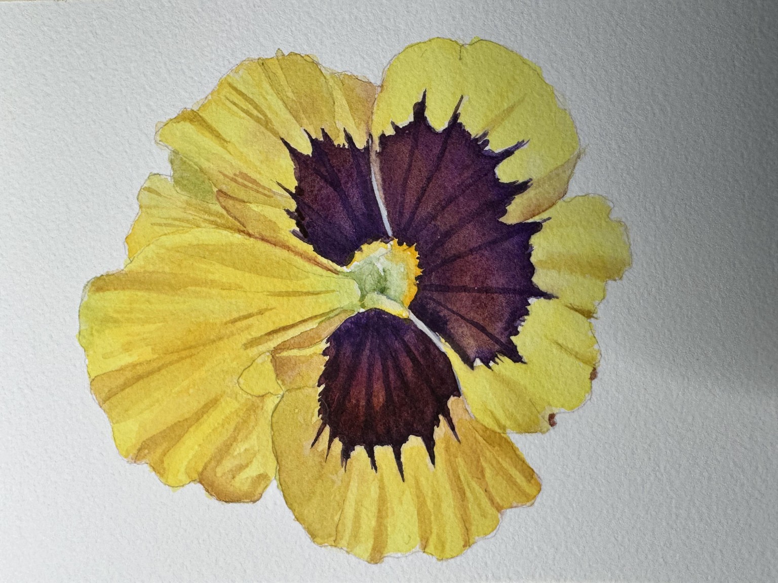 Pansies trio - image 3 - student project
