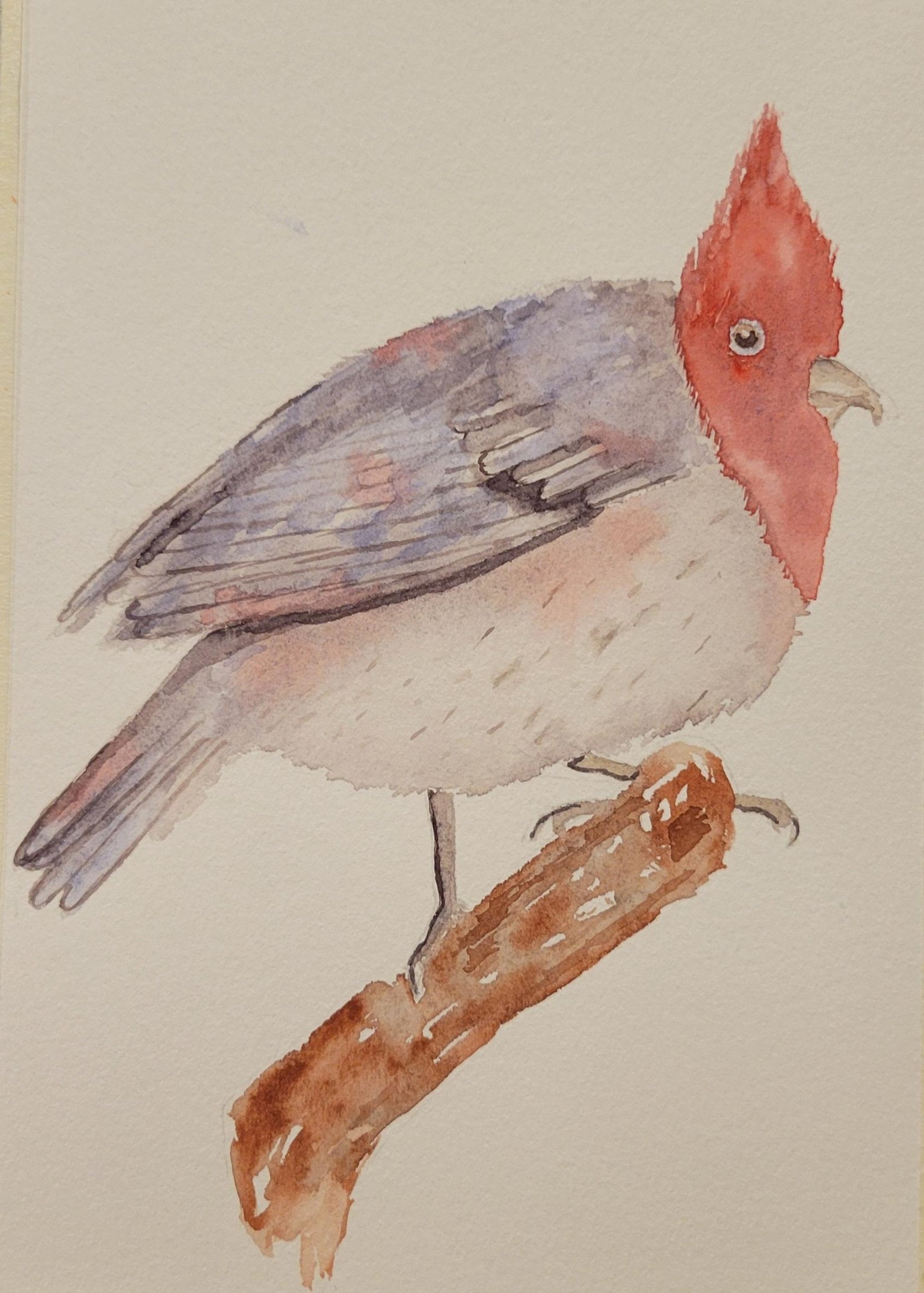 Red Crested Cardinal - image 1 - student project