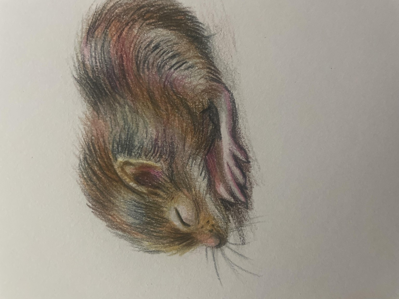 Baby Mouse - image 1 - student project