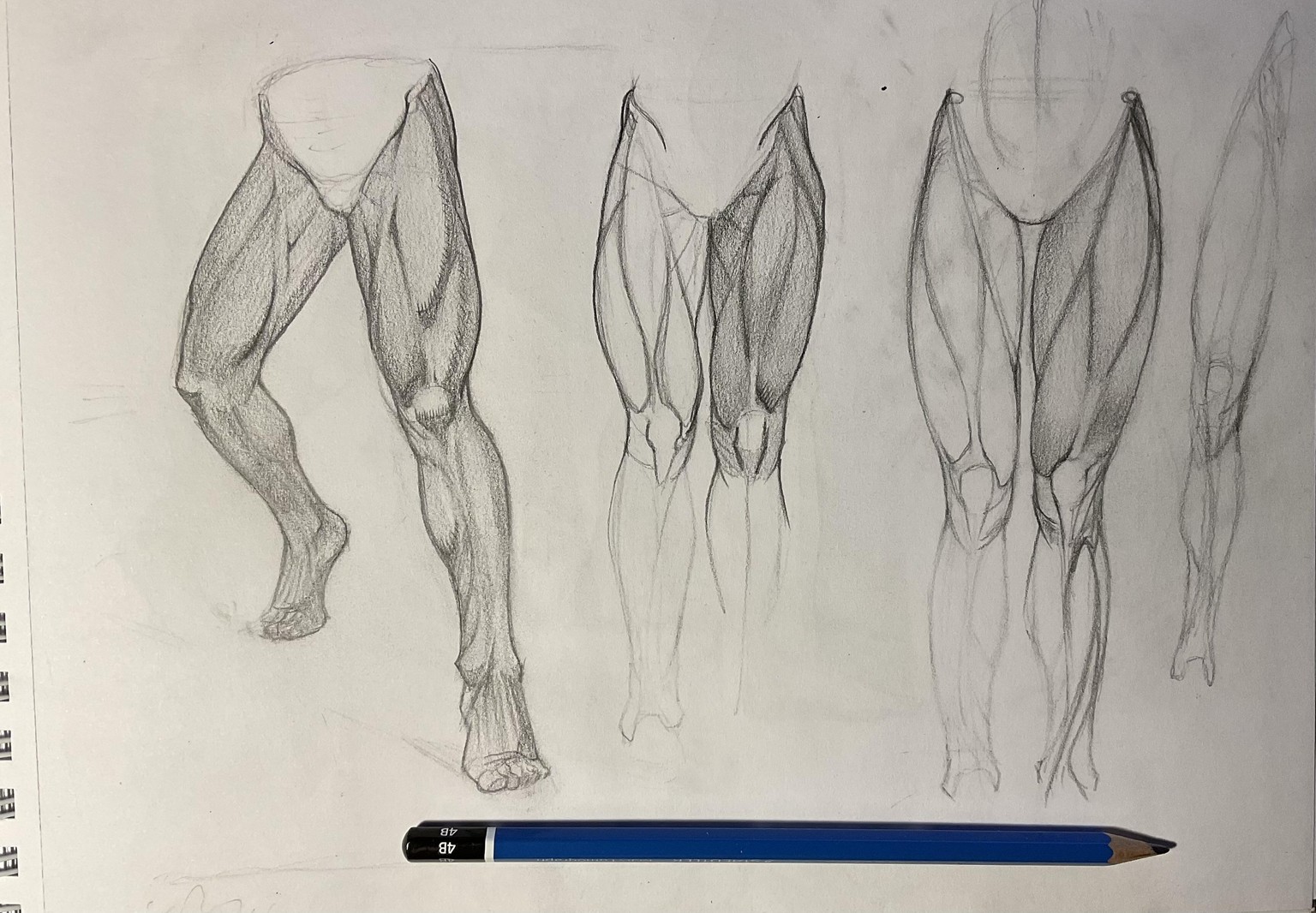 Leg anatomy studies. - image 2 - student project