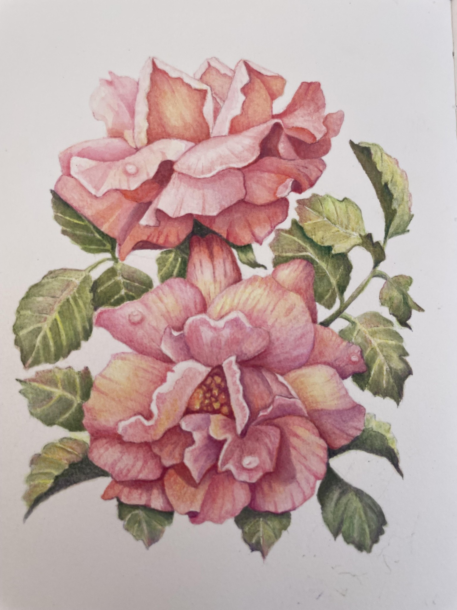 Roses in watercolour pencils - image 1 - student project