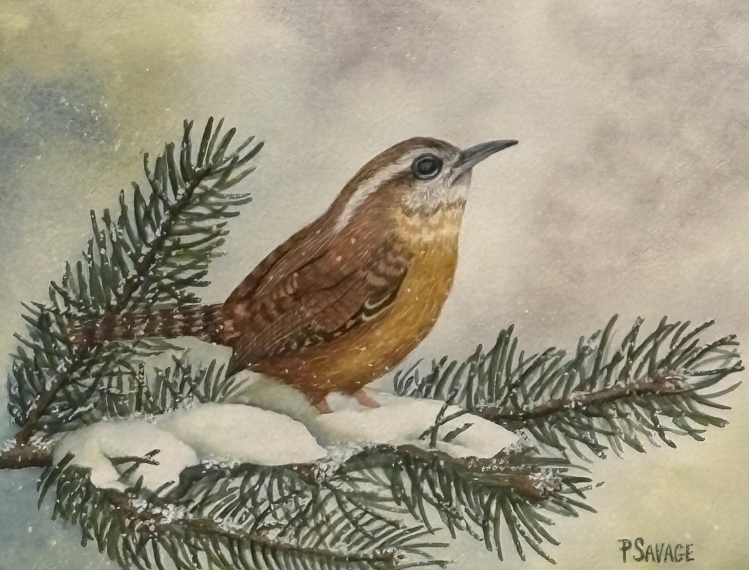 Carolina Wren by Patti Savage - image 1 - student project