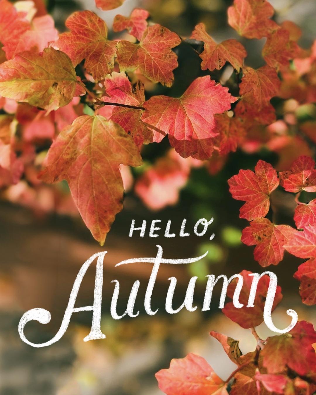 Hello, Autumn 🍁 - image 3 - student project