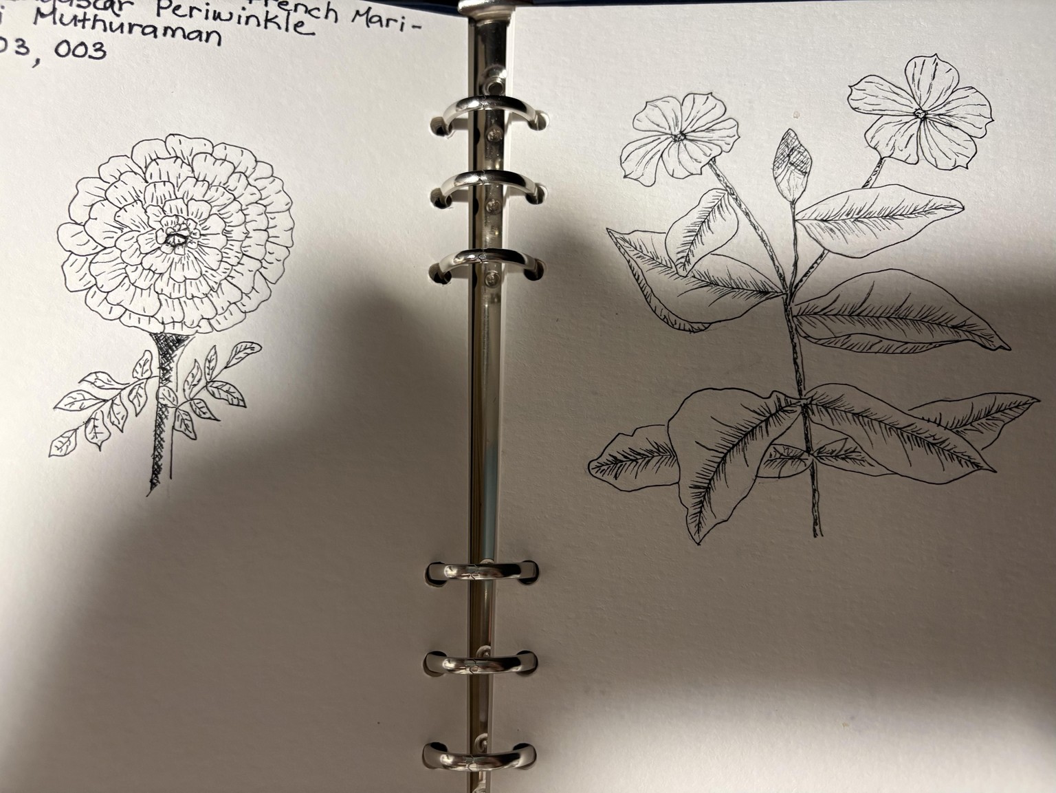 Flower Sketches - image 1 - student project