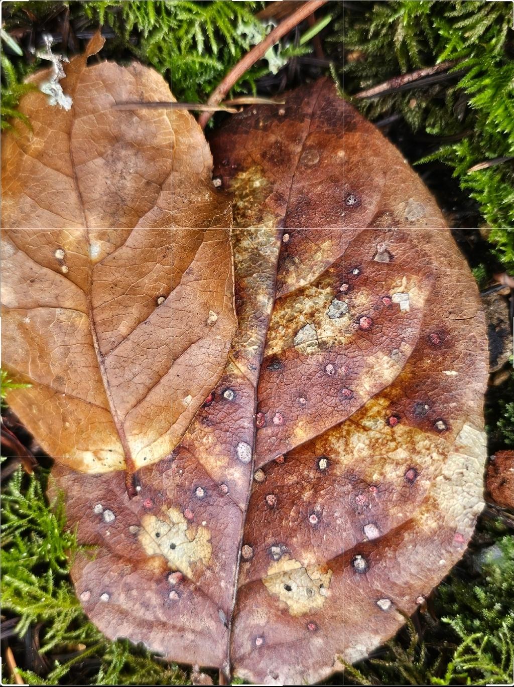 Macro nature abstract - image 3 - student project