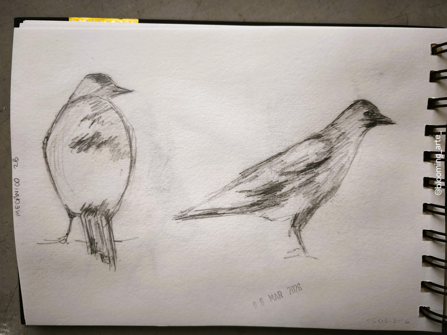 Pencil Sketching: quick and loose animals - image 4 - student project
