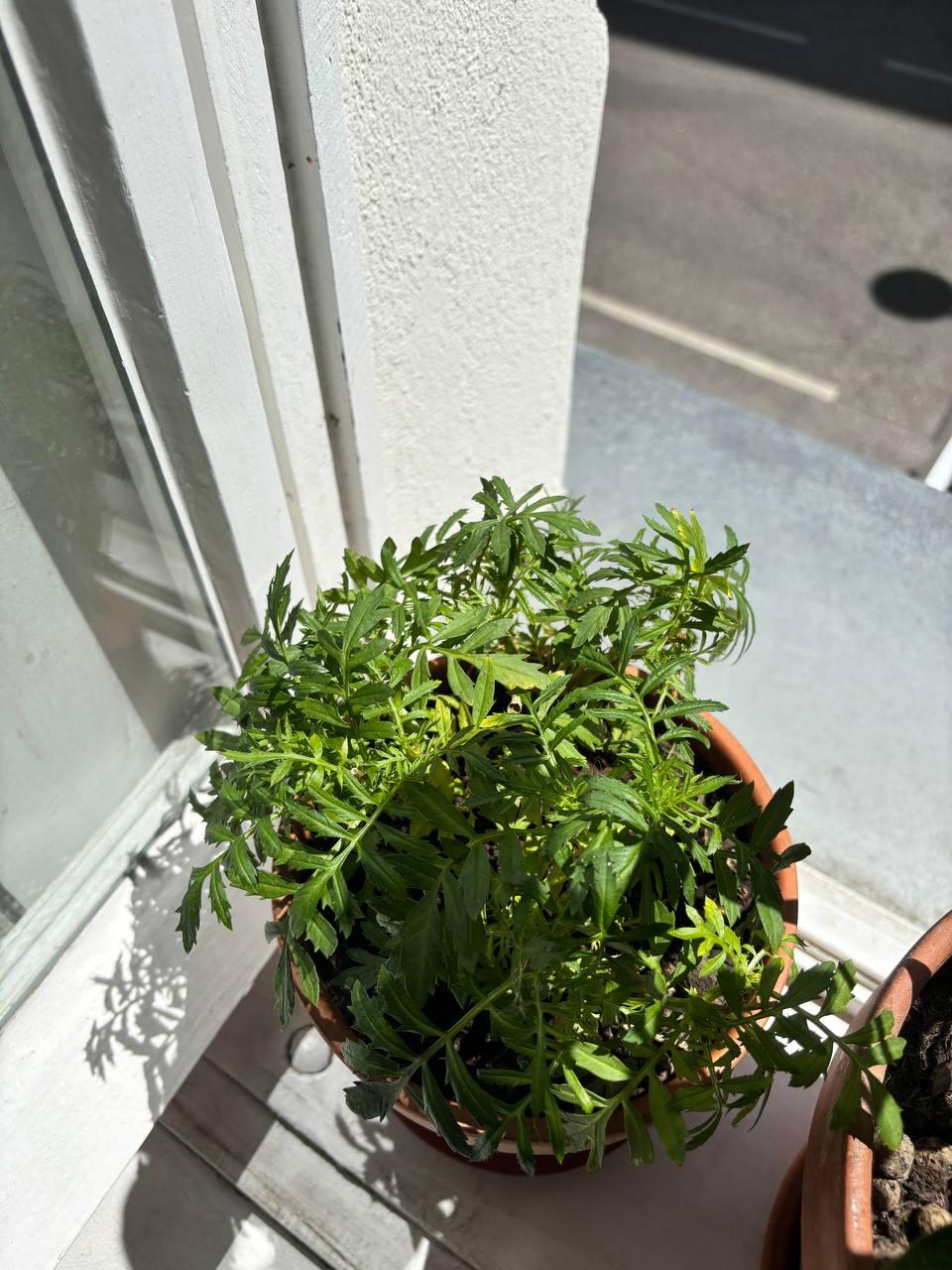 My first indoor garden - image 2 - student project